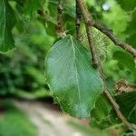 Fagus sylvaticaFeuille