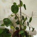 Pilea peperomioides Лист