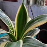 Dracaena stuckyi Yaprak