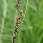 Carex nigra Frucht