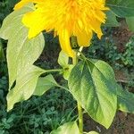 Helianthus petiolaris ശീലം