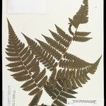 Cyathea surinamensis Лист