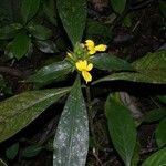 Barleria oenotheroides Inny