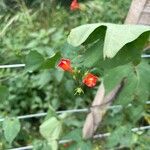 Ipomoea hederifolia Květ