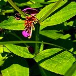 Rhexia virginica Flower