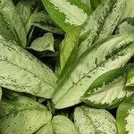 Aglaonema commutatum Folha