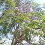 Jacaranda mimosifolia Lorea
