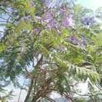 Jacaranda mimosifoliaFlor