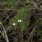 Polypremum procumbens عادت