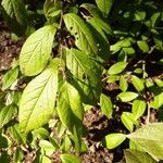 Stewartia malacodendron Fuelha