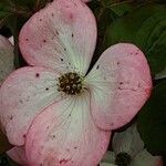Cornus florida Квітка