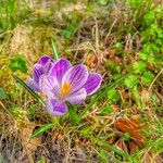 Crocus flavus Flower