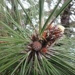 Pinus canariensis Plod