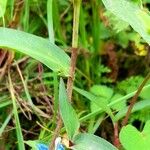 Commelina tuberosa Leaf
