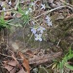 Houstonia caerulea Flower