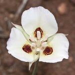 Calochortus dunnii Blüte