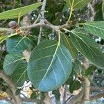 Ficus benghalensis Blad