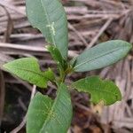 Psychotria microglossa Hábito