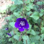 Phacelia parryi Kvet