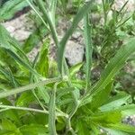 Matthiola longipetala Leaf