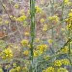 Hirschfeldia incana Fruit