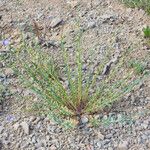 Linum lewisii Habit