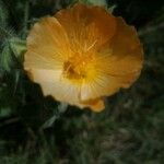 Abutilon grandifolium Blomma