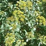 Bupleurum fruticosum Vekstform