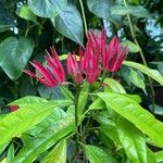 Pavonia multiflora Flower