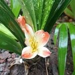 Clivia nobilisപുഷ്പം