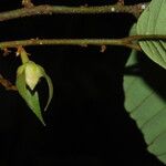 Neostenanthera neurosericea Flower