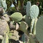 Opuntia robusta خشب