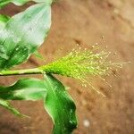 Panicum trichoides Květ