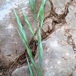 Bromus lanceolatus Çiçek