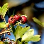 Crataegus azarolus Плод