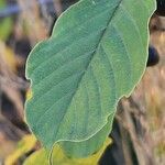 Frangula alnus Blad