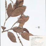 Lithocarpus bennettii 其他