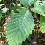 Ulmus americanaFeuille