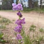 Penstemon strictusKvet