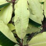 Schefflera pueckleri cv. 'Variegata' Blatt