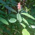 Pachystachys spicata Агульны выгляд