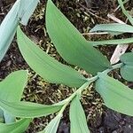 Polygonatum odoratum Folha