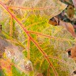 Quercus velutina Folio