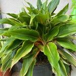 Chlorophytum orchidastrum Leaf