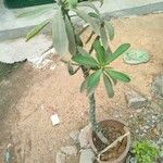 Euphorbia neriifolia Blad