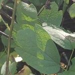 Caulophyllum thalictroides Leaf