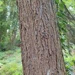 Tsuga diversifolia Bark