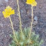 Helichrysum saxatile Floare