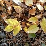 Epimedium × youngianum ഇല