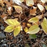 Epimedium × youngianum Foglia